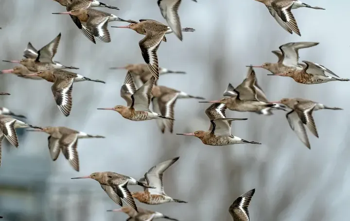 Bob brewer W8 V Dpc Zee Fc unsplash