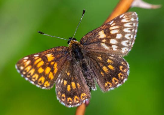 Duke Of Burgundy Getty Images