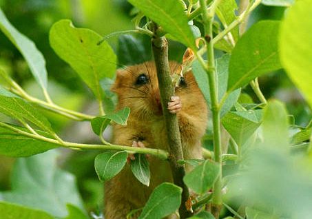 Hazel Dormouse Getty