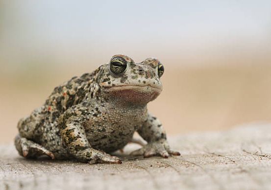 Natterjack Toad Getty Images